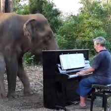 IAS officer shares video of mother and baby elephant ...