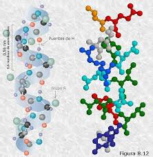 Resultado de imagen para puentes de hidrogeno que tienen alfa helice