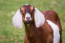 Image result for GOAT