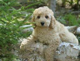Image result for labradoodle