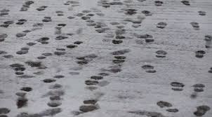 Vremea în perioada 12 ianuarie – 8 februarie 2026. Urmează un val de frig, apoi temperaturile cresc peste normalul perioadei