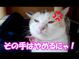 Image result for ねこ吉