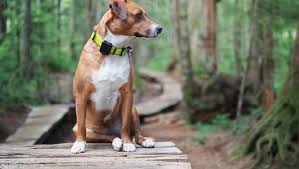 Jede Hilfe zu spät - Ehefrau ortet Verunglückten per Hunde-Tracker
