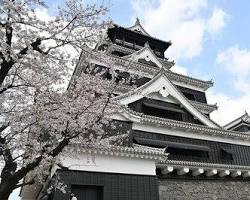 熊本城 桜の画像