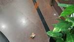 Kejriwal attacked with chilli powder;