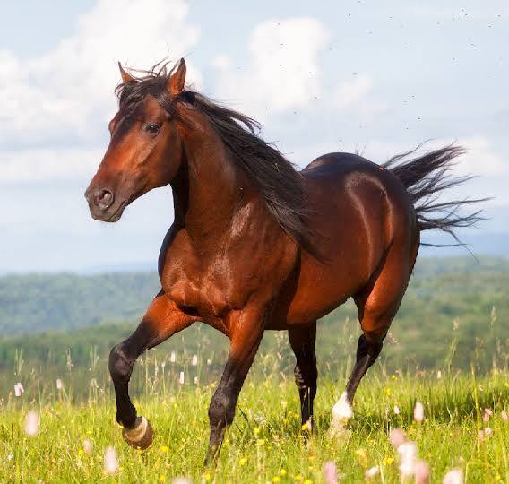 horse