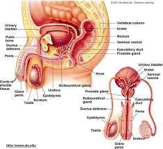 Image result for how to insert male organ into female organ