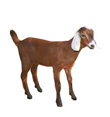 Image result for GOAT