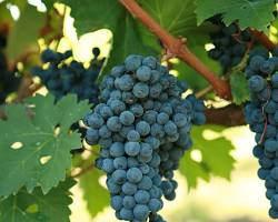 Cabernet Sauvignon grape vine
