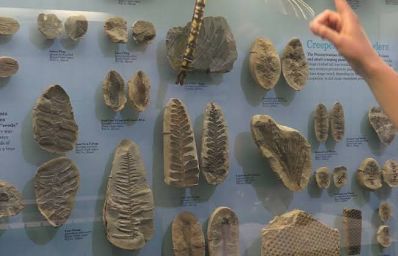 Exploring the Fossils of Mazon Creek - YouTube