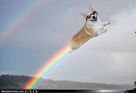 Image result for ufo with corgi