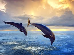 Hasil gambar untuk dolphin tour bali
