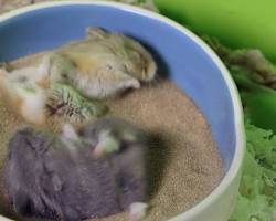 hamster taking a sand bath.の画像