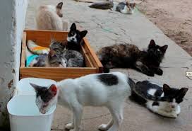 Resultado de imagem para imagens de cães e gatos abandonados em São Luís - MA