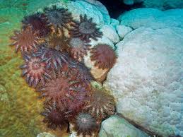 Image result for crown of thorns starfish type