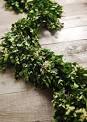 Preserved boxwood garland Sydney