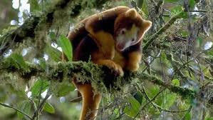 Image result for tree kangaroos