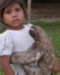 Baby sloth hug" 👉 Follow: @sloths.squad if you are a sloth ...