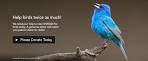 montefiori collection 2 parrots kissing videos youtube
