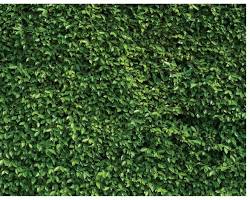 Image of Green Wall Backdrop with foliage