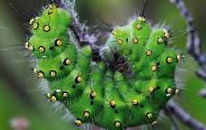 Image result for Caterpillar With Two Luminous Glow Tips At Tail End