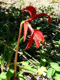 Image result for Jacobean lilies