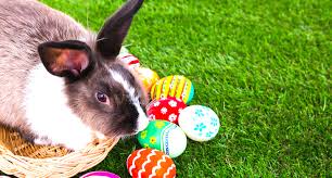 Résultat de recherche d'images pour "easter bunny"