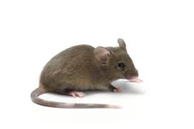 Image result for mouse