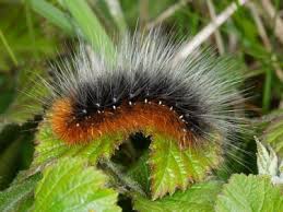 Image result for wooly bears