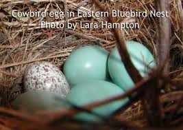 Image result for brown headed cowbird eggs