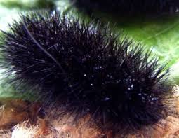 Image result for wooly bears