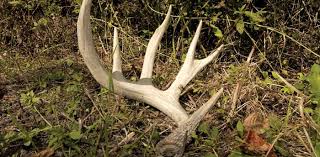 Image result for buck antlers