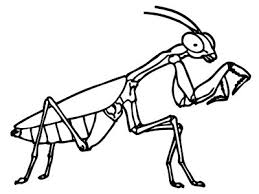 Resultado de imagen para gifs mantis religiosa