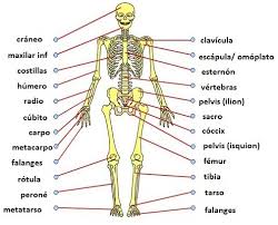 Resultado de imagen para cuerpo humano
