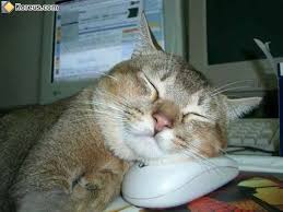 images?q=tbn:ANd9GcTLd1YoAZp3rlWTg4x2xjKWdNI6IKvrFMuemuMAmeADx4QUvrSx