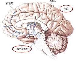 脳 報酬系 ドーパミンの画像