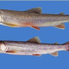 Image result for Salvelinus sp. IW2-2015