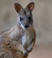 Résultat de recherche d'images pour "wallaby"