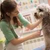 Story image for Best Pet Supplies Pet Grooming Supplies Pet Hair Clippers Trimmers For Sale from Top Dog Tips (press release) (blog)