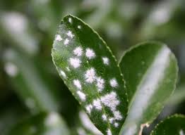 powdery mildew ile ilgili görsel sonucu