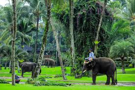 Major Bali Attraction Stops Elephant Rides For Tourists