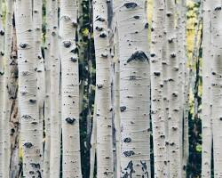 Image of Birch trees