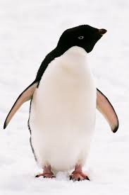 Image result for penguins
