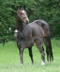 Afbeeldingsresultaat voor fokmerries dressuur