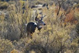 utah division of wildlife resources Picture