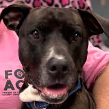 Heroic shelter dog detects visitor's seizure during adoption ...