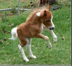 Image result for minature horse shoes