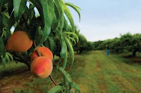 peach tree ile ilgili görsel sonucu