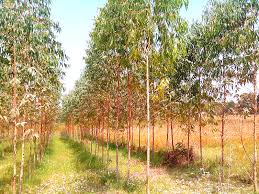 Image result for sagwan image green tree image