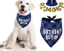 dog wearing a birthday bandanaの画像